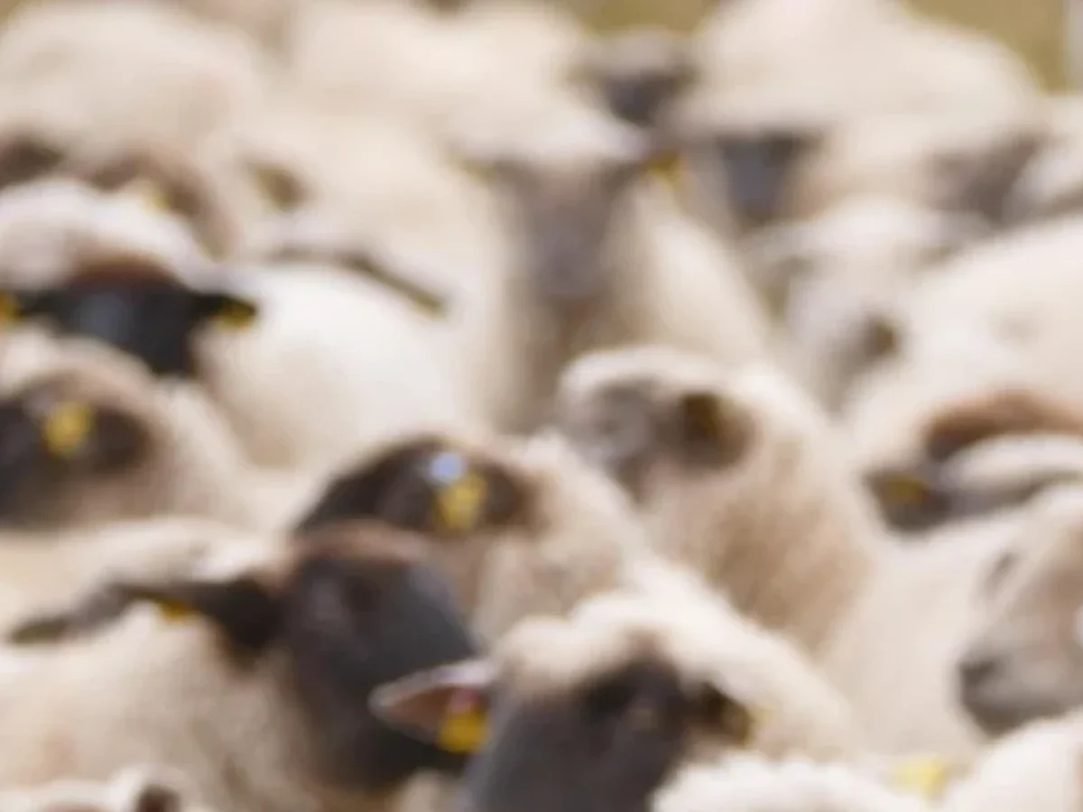 97 Στρατιωτικοί Κτηνίατροι σε 10 Περιφέρειες της Χώρας για την ευλογιά αιγοπροβάτων