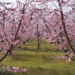 Ανθισμένες Ροδακινιές 2026 στη Βέροια: Ροζ υπερθέαμα (φωτογραφίες)